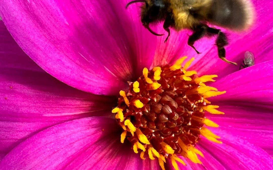 Wil jij ook een groene levendige tuin en veel biodiversiteit ?