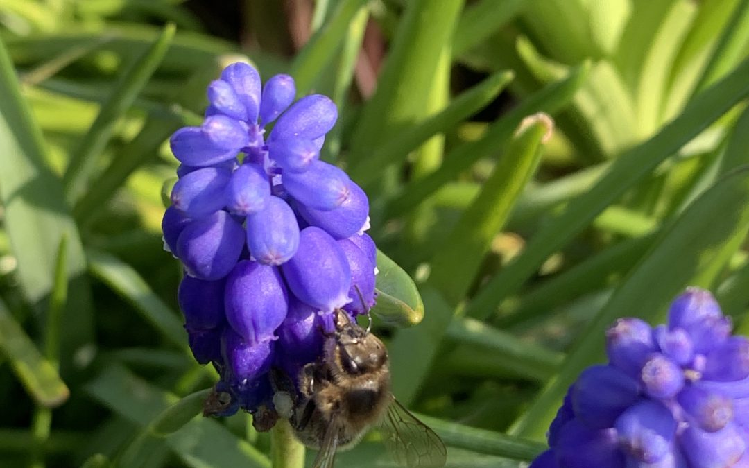 Bloembollen en biodiversiteit