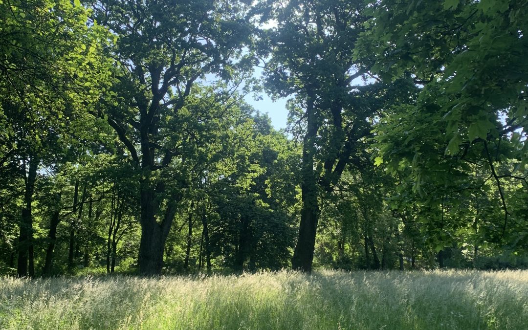 Warschau; groene hoofdstad