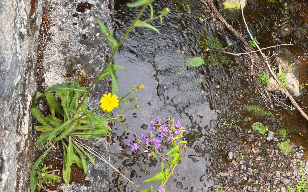 Paars en geel; natuurlijke keuze